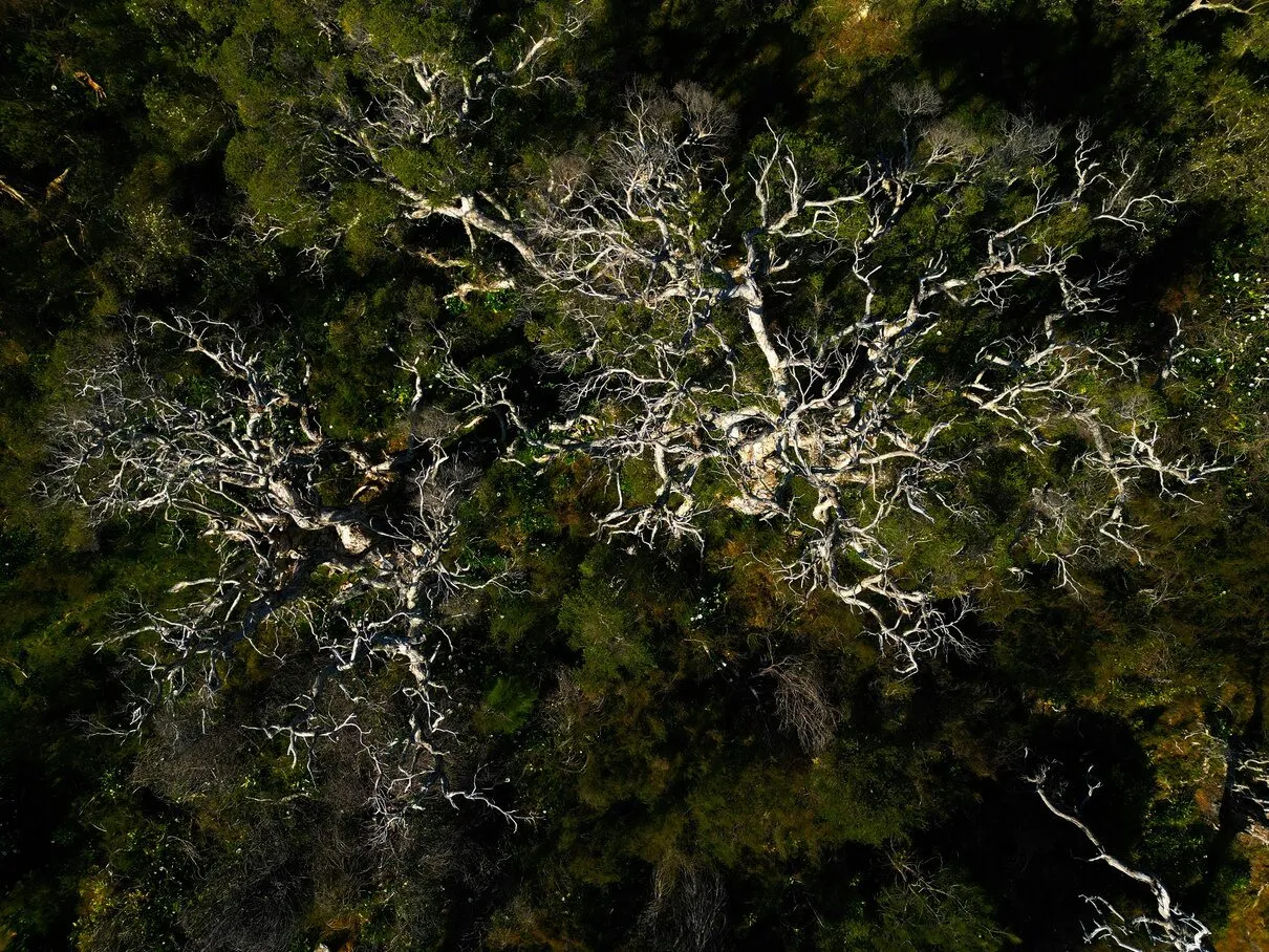 Aerial view of a tree canopy: pale, bare branches spreading across dark green foliage