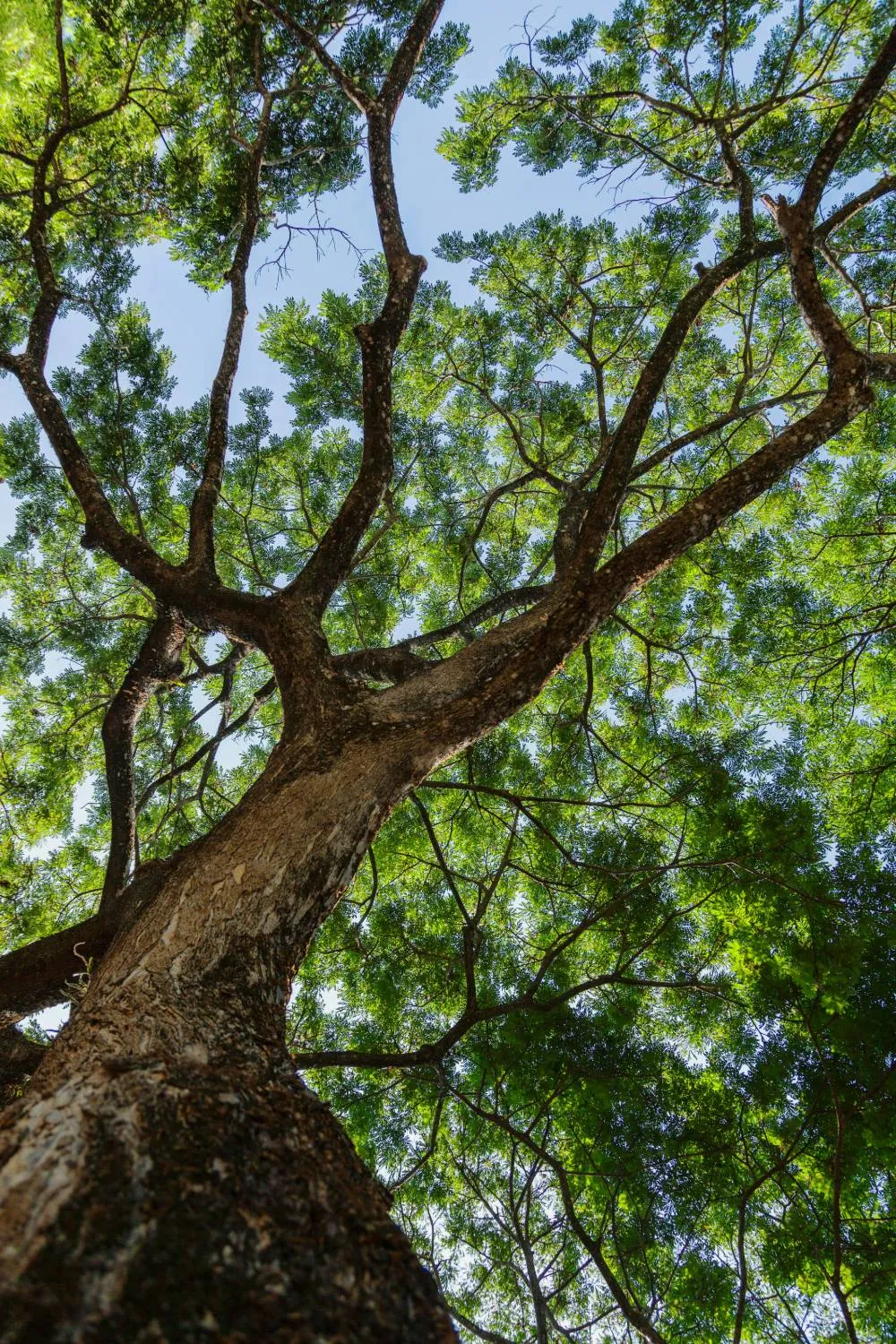 Looking up a tall tree into its green canopy against a blue sky