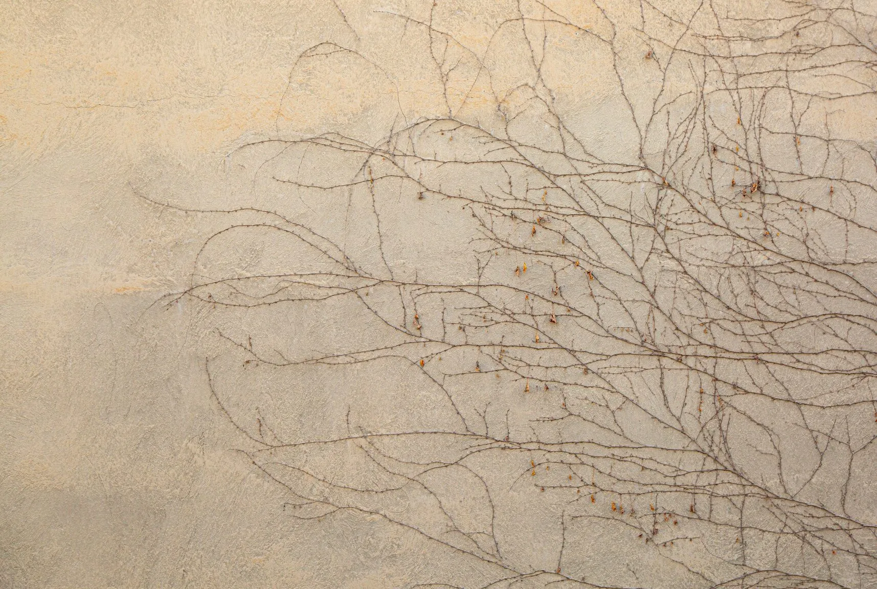 Bare climbing vines branching across a sand-coloured wall