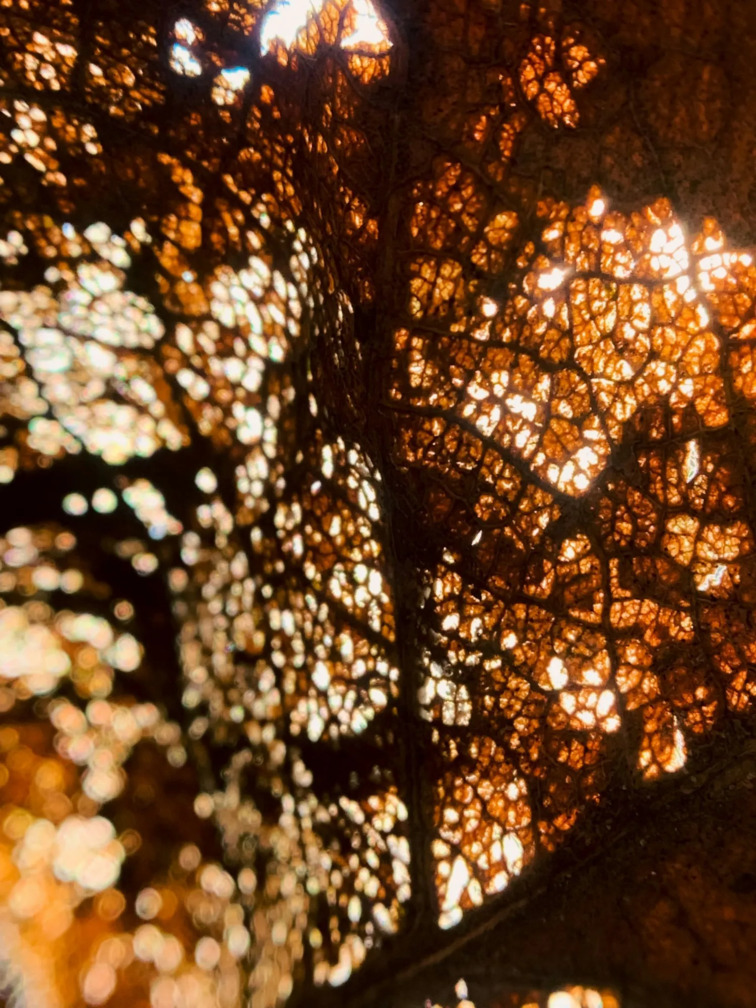 Close-up of a dried leaf, its fine network of veins lit amber from behind